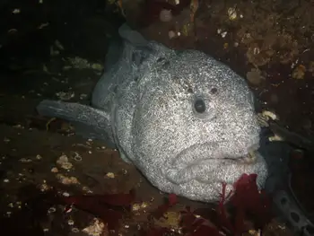 Wolf Eel