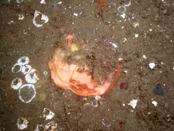 Red Creeping Pedal Sea Cucumber