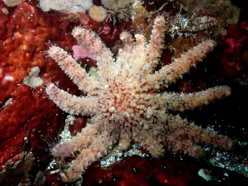 Sunflower Star