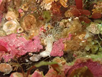 Stiff Footed Sea Cucumber