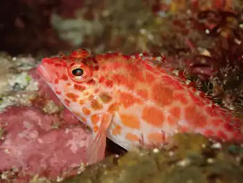 Coral Hawkfish