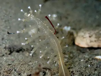 Ptilosarcus gurneyi Sea Pen