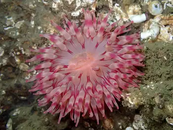 Painted Anemone
