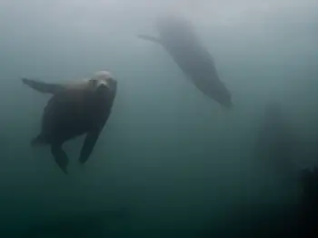 California Sea Lions