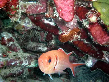 Blackbar Squirrelfish
