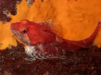 Smoothhead Sculpin