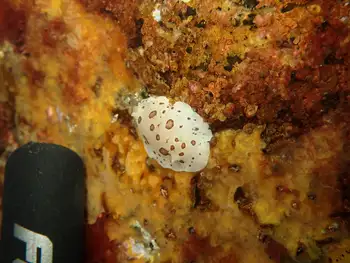 Leopard Nudibranch