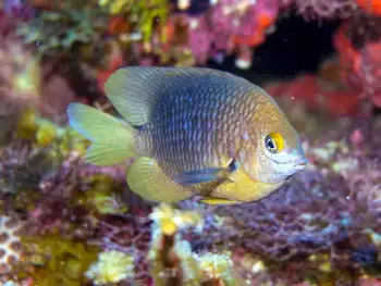 Damsel Fish