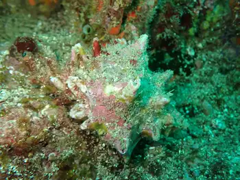 conch