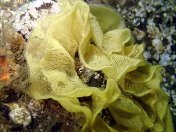 Eggs Noble Sea Lemon