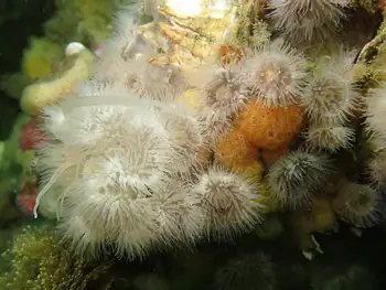 Short Plumose Anemones