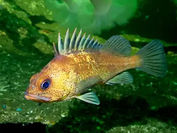Young of Year Rockfish