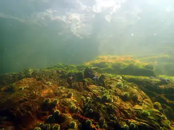 Dive Site