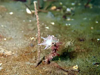 Red Gilled Nudibranch