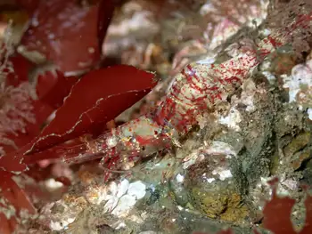 Elegant Coastal Shrimp