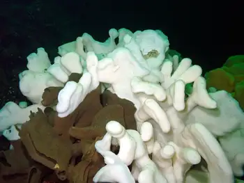 Cloud Sponges