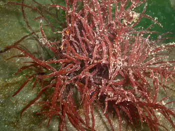 succulent seaweed