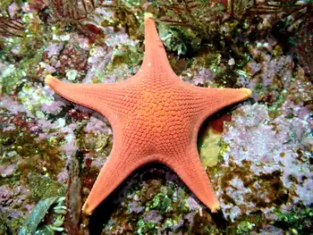 Vermilion Star