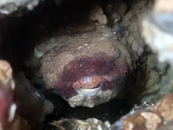 Red Octopus