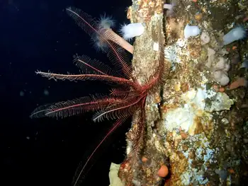 Northwest Feather Star