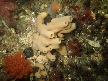 Glove Sponge