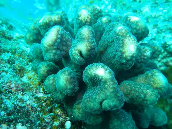 Pocillopora Coral