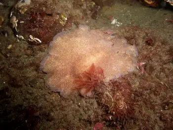 giant flat worm