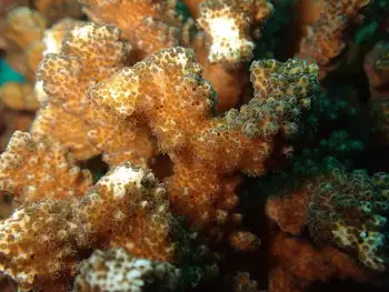 Pocillopora Coral