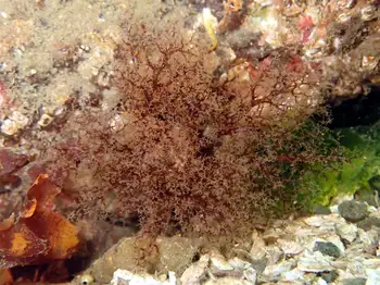 Black Sea Cucumber