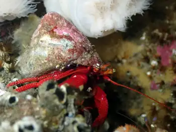 Maroon Hermit Crab