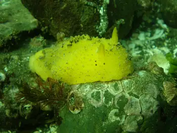 Monterey Sea Lemon