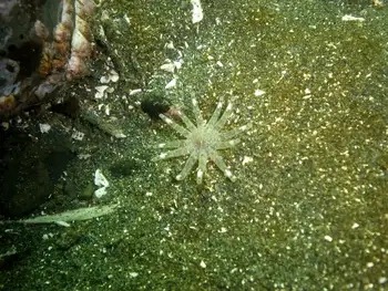 Ten Tentacled Burrowing Anemone