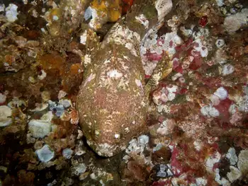 Buffalo Sculpin
