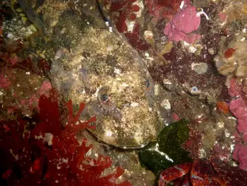 Great Sculpin