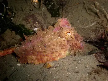 Red Octopus