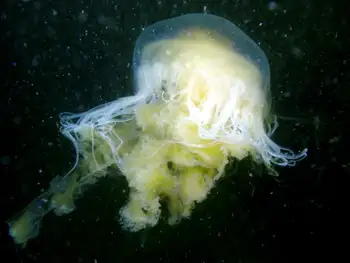 Egg Yolk Jelly