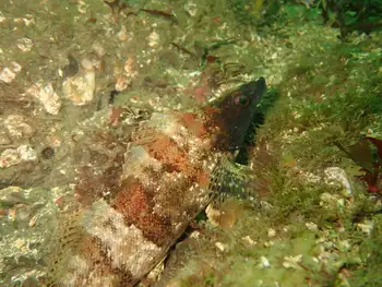 Painted Greenling