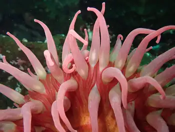 Sand Rose Anemone