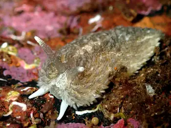 shaggy mouse nudibranch