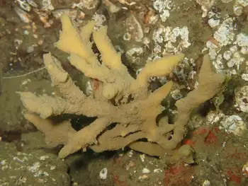 Tough Yellow Branching Sponge