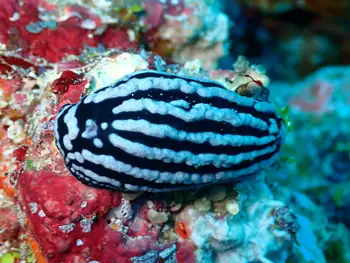 zeylan phyllidiella nudibranch