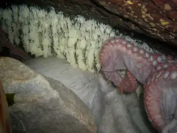 Eggs Giant Pacific Octopus