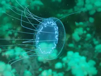 scalloped jelly