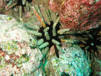 Pacific Slate Pencil Urchins