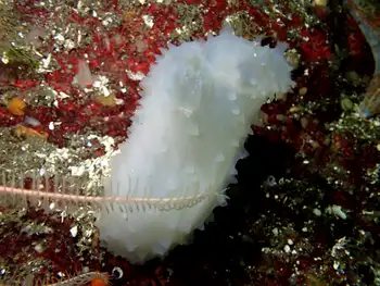glassy sea squirt