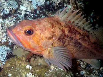 rockfish