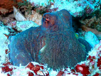 Indian Reef Octopus