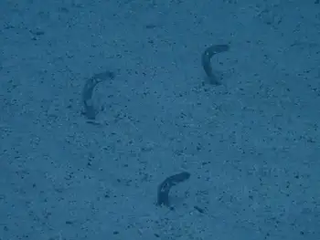 garden eel