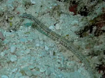 messmate pipefish