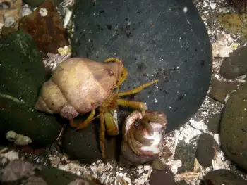Grainyhand Hermit Crabs
